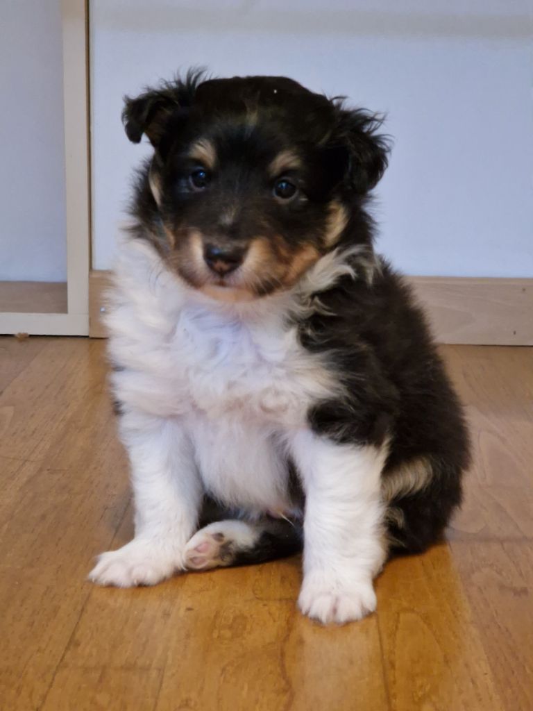 les Prés de la Bessière - Chiots disponibles - Shetland Sheepdog