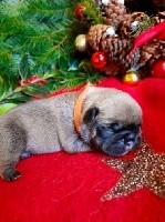 CHIOT