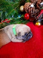 CHIOT