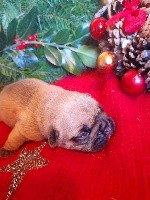 CHIOT