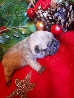 CHIOT