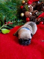 CHIOT