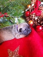 CHIOT