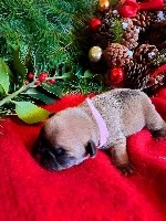 CHIOT